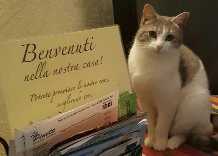 Meladormo Panzió Tempio Pausania