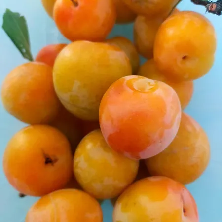 فندق مبيت وإفطار Meladormo 4*