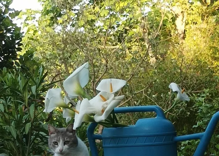 Meladormo Alojamento de Acomodação e Pequeno-almoço Tempio Pausania
